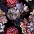 Velvet upholstery fabrics with print. Colorful Flowers on Black