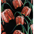 Tablecloth fabrics